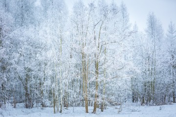 Poster - Polish winter landscape