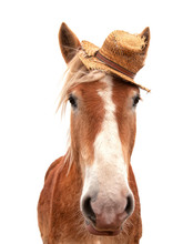 Blond Belgian Draft Horse Wearing A Straw Hat, Looking At The Viewer Head On, Isolated On White