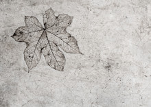 Leaf Texture In Concrete Floor