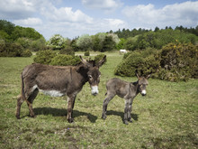 Donkey With Foal In The New Forest