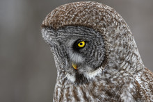 Great Grey Owl Closeup Portrait