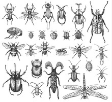 Big Set Of Insects Bugs Beetles And Bees Many Species In Vintage Old Hand Drawn Style Engraved Illustration Woodcut