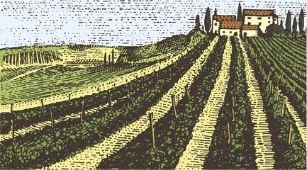 Wall Mural - Vintage engraved, hand drawn vineyards landscape, tuskany fields, old looking scratchboard or tatooo style