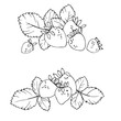vector contour illustration of berries leaves and flowers strawberry 