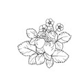 vector contour illustration of berries leaves and flowers strawberry 