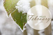 © stillforstyle - Hello February wallpaper. green leaves of wild rose covered with hoarfrost.