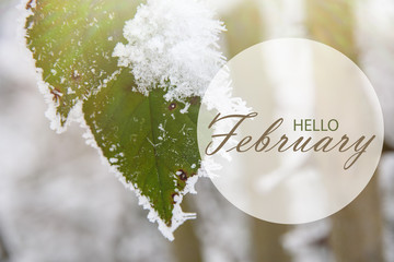 hello february wallpaper. green leaves of wild rose covered with hoarfrost.