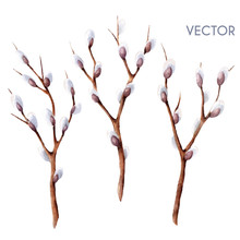 Hand Drawn Vector Watercolor Spring Willow Tree Branches Set Isolated On White. Twigs With Buds 