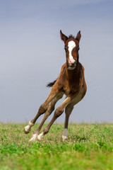 Wall Mural - Beautiful bay foal run gallop on spring green pasture