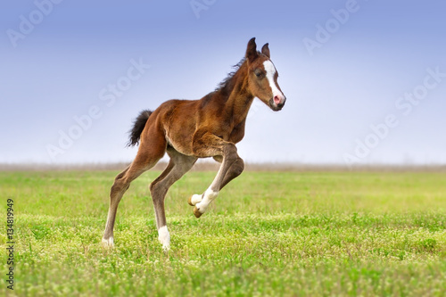 Fotomural Beautiful bay foal run gallop on spring green pasture