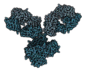 Wall Mural - IgG1 monoclonal antibody (immunoglobulin), 3D rendering. 