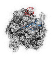 Canvas Print - CRISPR-CAS9 gene editing complex from Streptococcus pyogenes