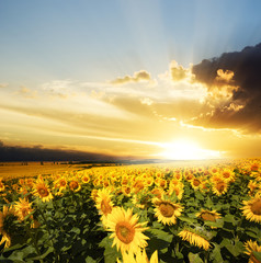 Canvas Print - Field of flowers sunflowers