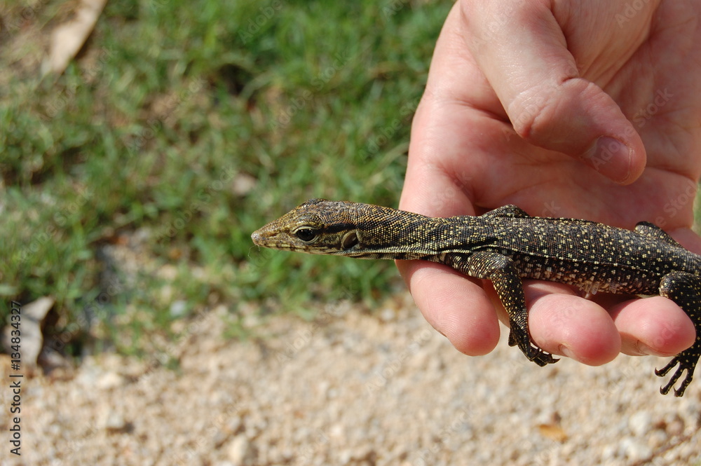 Monitor Lizard in Hand 1 of 2 Stock Photo | Adobe Stock