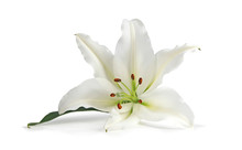 Just A Lone Lily Being Beautiful - The White Lily Symbolizes Virginity, Chastity And Virtue, Here Is A Lone Head Isolated On A White Background