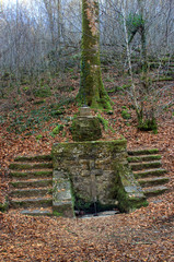 Fontaine de l'hermite en forêt de Blanchefort.