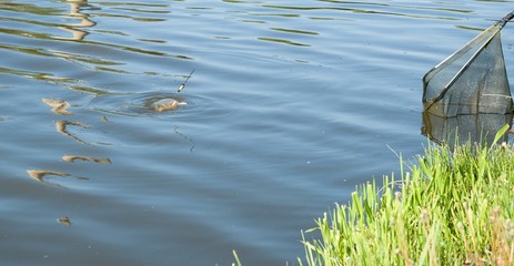 carp fight 1