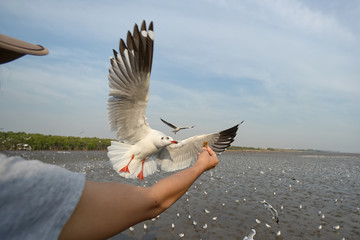 Wall Mural - feeding seagull