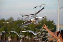 Feeding Seagull