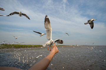 Wall Mural - feeding seagull