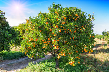 lush orange tree