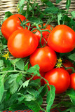 Fototapeta Kuchnia - Red tomatoes ripening