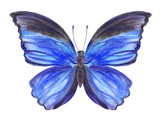 Fototapeta Motyle - Blue butterfly, watercolor painting.