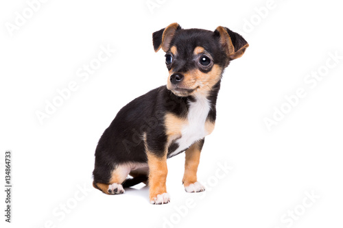 Short Haired Chihuahua Puppy Buy This Stock Photo And Explore