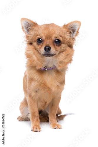 Brown Long Haired Chihuahua Buy This Stock Photo And Explore