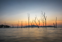 Dead Tree Standing At The Flood Of Lake At Sunset