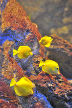 Yellow Tropical Fishes