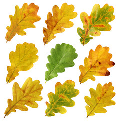 Wall Mural - set of autumn leaves of oak, isolate.