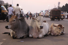 3 Cows Laying In The Middle Of The Main City Street, When People