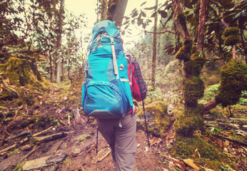 Wall Mural - Hike in Nepal jungle