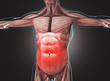 Corpo umano con addome o muscoli addominali arrossati 