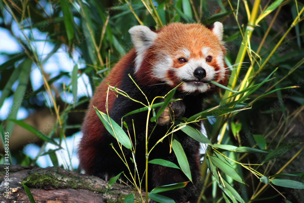 Katzenbr - Roter Panda - Ailurus fulgens beim Fressen von Bambus Stock  Photo | Adobe Stock