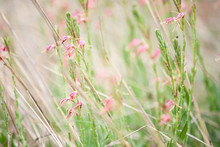 Small Pastel Pink Wildflowers Blowing In The Breeze Create A Soft Pretty Background Image.