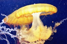 Golden Yellow Glowing Jellyfish
