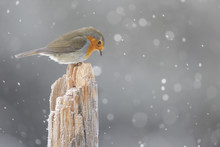Robin Red Breast In Snow Shower