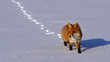 Red fox Walking in the snow