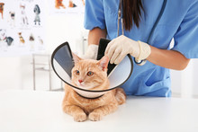 Veterinarian Putting Cone Of Shame On Cat