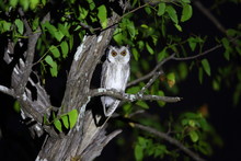 Southern White-faced Owl (Ptilopsis Granti) In Zambia
