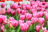 Fototapeta Tulipany - Colorful tulips pink color in  garden, tulips background