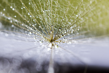 Canvas Print - Dandelion seeds with water drops on natural background