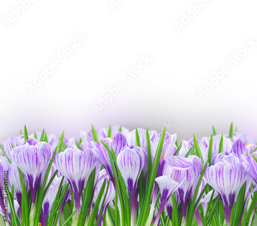 Fototapeta do kuchni Violet crocus flowersin border on white background