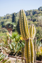 Tall Cactus In A Garden. Costa Brava. Tossa De Mar, Catalonia, Spain