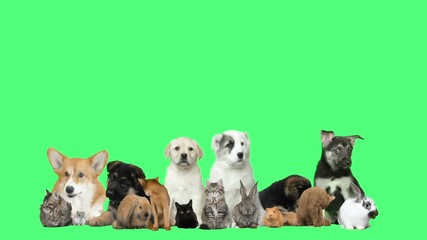 Wall Mural - funny puppies and kittens and rodents on a green background