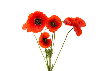 Wall Mural - a bouquet of red poppies isolated