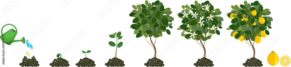 Plant growing from seed to lemon tree. Life cycle plant - obrazy, fototapety, plakaty 