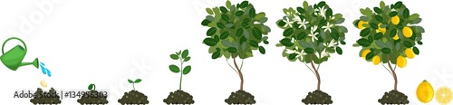 Plant growing from seed to lemon tree. Life cycle plant Poster Mural XXL